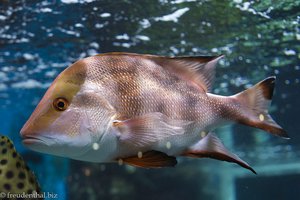 Kaiser-Schnapper (Lutjanus sebae) im Aqua Planet Jeju