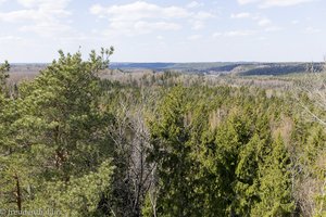 In den Wäldern des Gauja Nationalparks