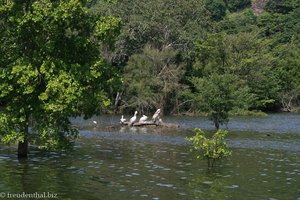 Pelikane auf dem Weg zum Buduruwagala