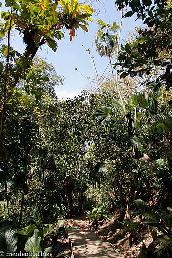 Spaziergang auf Little Tobago