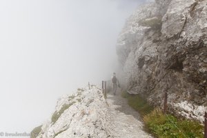 Blumenpfad zwischen Tomlishorn und Pilatus