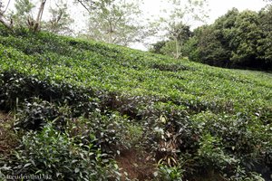 Teeplantage im Morne Seychellois Nationalpark