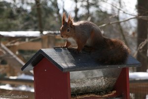 Zahmes Eichhörnchen bedient sich beim Vogelfutter