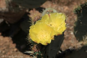 blühender Kaktus im Botanicactus