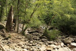 im Wald vor den Shannon Falls