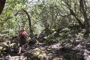 Wanderweg auf den Piton des Neiges