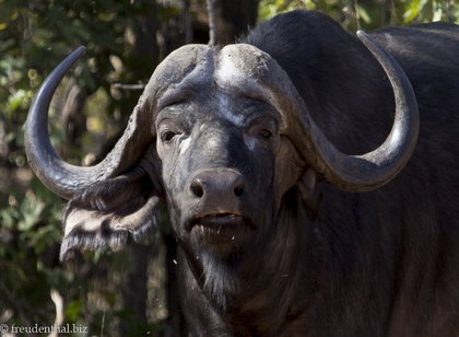 Büffel nahe dem Pafuri Gate im Kruger Nationalpark