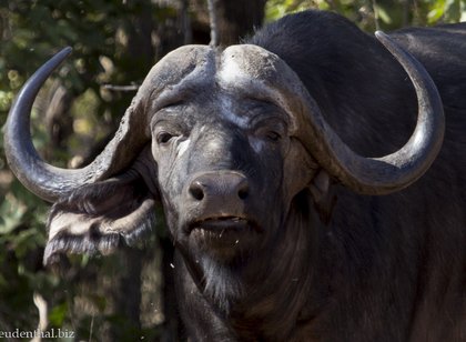 Büffel nahe dem Pafuri Gate im Kruger Nationalpark