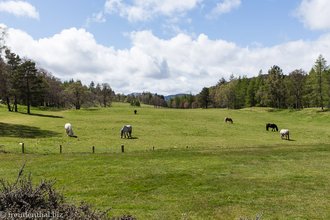 Aussicht auf die Pferdekoppel beim Balmoral Castle