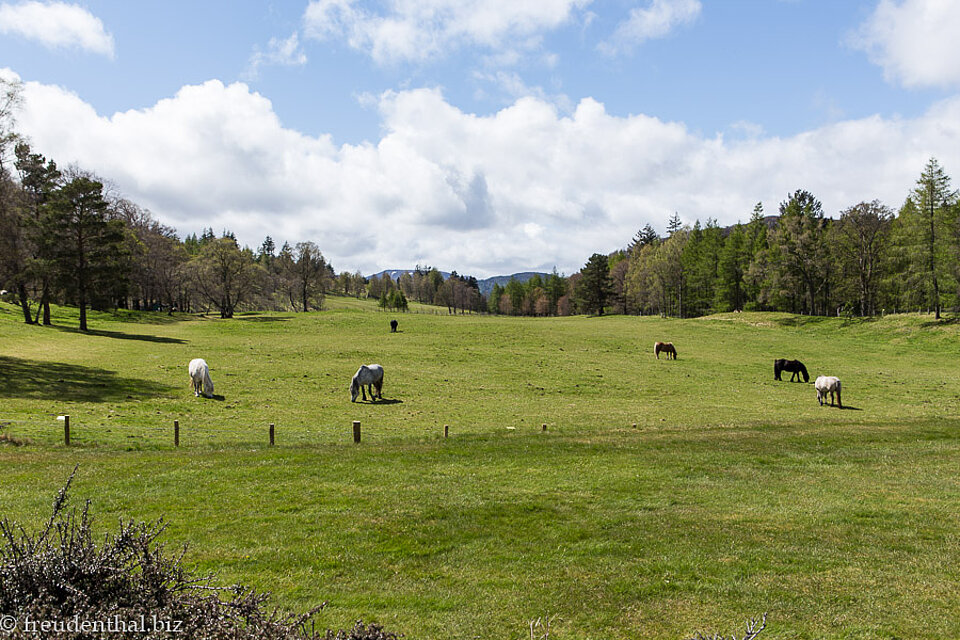 Aussicht auf die Pferdekoppel beim Balmoral Castle in Schottland