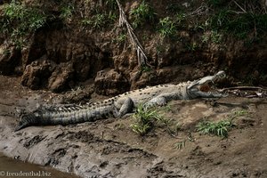 Spitzkrokodil (American Crocodile, Crocodylus acutus) am Ufer des Río Tárcoles