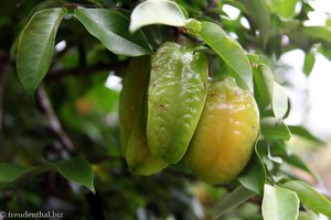 Sternfrucht auf Mahé