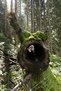 Ausgehöhlter Baumstamm im Wald um den Siplinger Kopf
