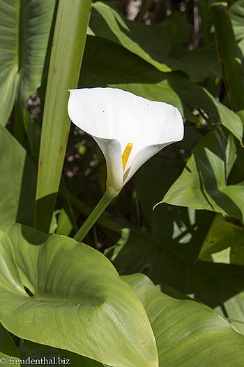 Calla auf dem Weg zur Gîte de Bélouve