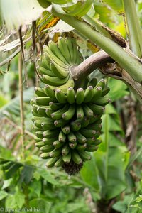 Banane entlang der Levada do Castelejo