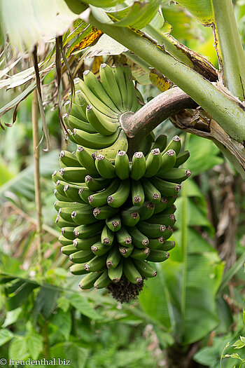 Banane entlang der Levada do Castelejo