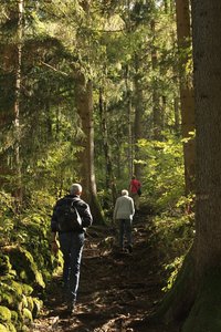 steiler Weg zur Ruine Reifenegg