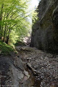 Necker oberhalb vom Ofenloch