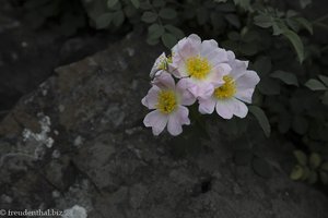 Rose bei der Burg von Rupea in Siebenbürgen