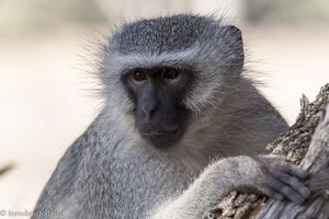 Grünmeerkatze im Krüger Nationalpark