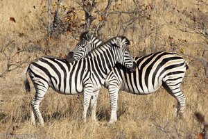 Zebras im Krüger Nationalpark