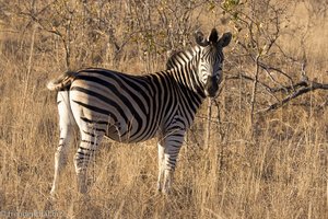 Zebra im Krüger Nationalpark