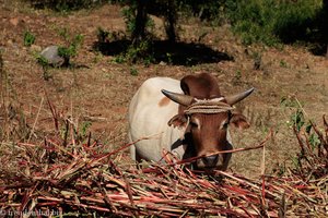 Kuh bei den Benna in Äthiopien