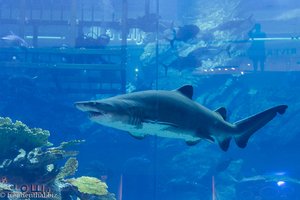 Ein Hai im Dubai Aquarium der Mall