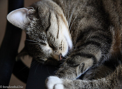 Freundschaften schließen mit Katze