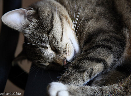 Freundschaften schließen mit Katze