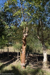 Touristenbaum im Jardín Botánico von Cienfuegos