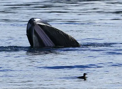 Whale Watching auf Vancouver Island