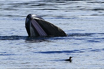 Großmaul-Buckelwal (Megaptera novaeangliae)