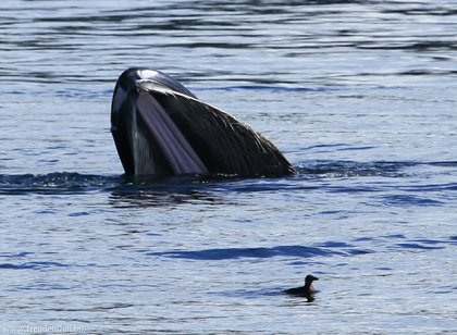 Whale Watching auf Vancouver Island