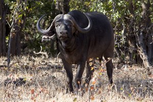 Büffel im Krüger Nationalpark