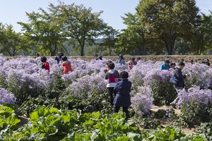 Koreaner in den Herbstastern