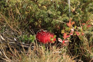 da versteckt sich ein Fliegenpilz