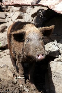 Schwein bei Gongon