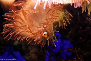 Anemone mit Clownfisch im Haus der Natur