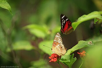 Schmetterlinge im Laura Herb and Spice Garden