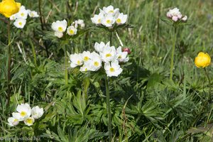 Narzissenblütige Anemone, Berghähnlein (Anemone narcissiflora)