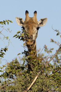 Giraffe am Shingwedzi-Fluss