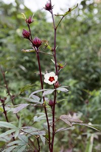 Blume beim Trekking durch Laos