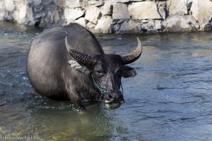 Mekongfälle und ein Wasserbüffel