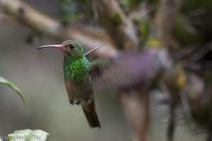 Grüner Kolibri im Flug beim Quindío Botanical Garden