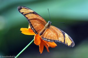 Mariposario Spirogyra Schmetterlingsgarten