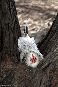 wahrscheinlich glückliches Huhn