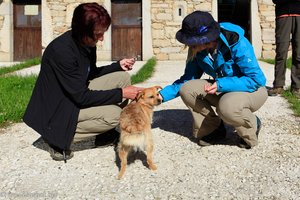 Hund von Pilgern verwöhnt