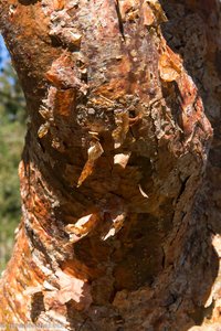 da schält sich die Haut - Touristenbaum im Jardín Botánico von Cienfuegos