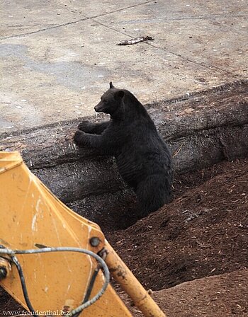 Sind noch mehr Bären hier???